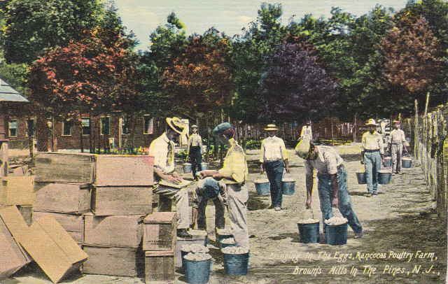 Browns Mills - Rancocas Poultry Farm - Bringing in the eggs